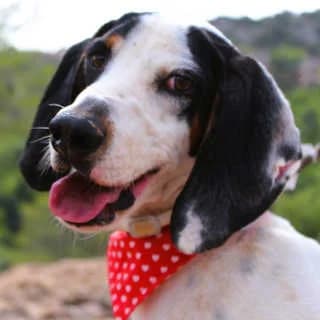 Orestis, male young Mixed Breed for adoption at Aegean Dogs e.V. / FAZA Aegina, Berlin