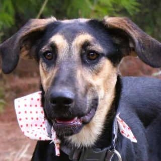 Starlet, female young Mixed Breed for adoption at Aegean Dogs e.V. / FAZA Aegina, Berlin