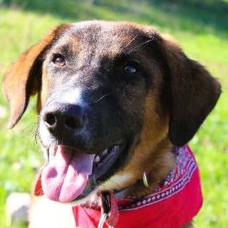 Archie, male puppy Mixed Breed for adoption at Aegean Dogs e.V. / FAZA Aegina, Berlin