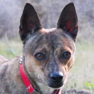 Tiny, female young Mixed Breed for adoption at Aegean Dogs e.V. / FAZA Aegina, Berlin