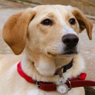 Benji, male puppy Mixed Breed for adoption at Aegean Dogs e.V. / FAZA Aegina, Berlin