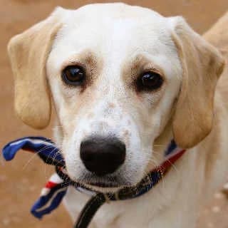 Tuktuk, male puppy Mixed Breed for adoption at Aegean Dogs e.V. / FAZA Aegina, Berlin