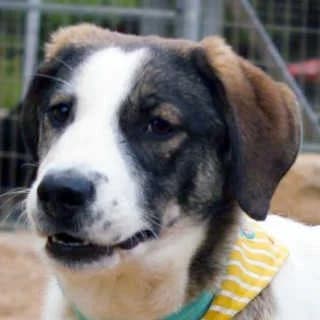 Viola, female puppy Mixed Breed for adoption at Aegean Dogs e.V. / FAZA Aegina, Berlin