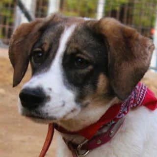 Zumi, female puppy Mixed Breed for adoption at Aegean Dogs e.V. / FAZA Aegina, Berlin