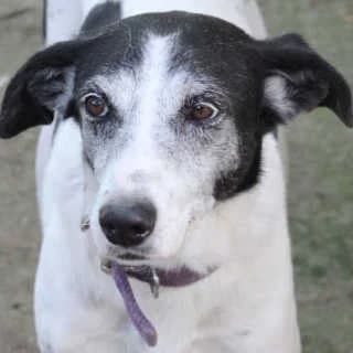 Frida, female senior Mixed Breed for adoption at Aegean Dogs e.V. / FAZA Aegina, Berlin