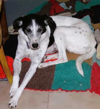 Frida, female Mixed Breed for adoption at Aegean Dogs e.V. / FAZA Aegina — photo 2 of 3