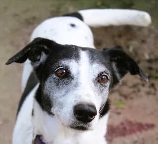 Frida, female Mixed Breed for adoption at Aegean Dogs e.V. / FAZA Aegina — photo 3 of 3