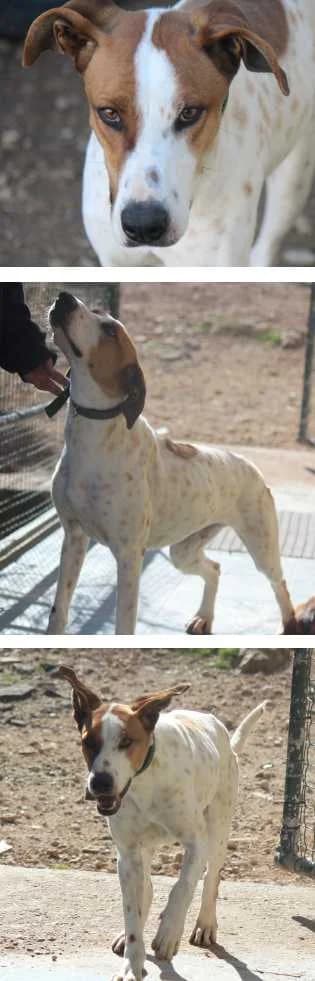 Romeo, male Mixed Breed for adoption at Aegean Dogs e.V. / FAZA Aegina — photo 2 of 2
