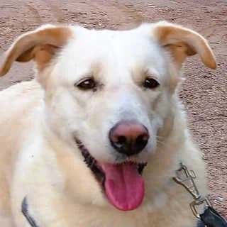 Sina, female 6yo Mixed Breed for adoption at Aegean Dogs e.V. / FAZA Aegina, Berlin