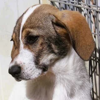 Saphira, female puppy Mixed Breed for adoption at Aegean Dogs e.V. / FAZA Aegina, Berlin