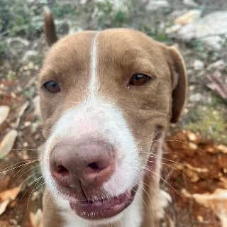 Roulis, male 5yo Mixed Breed for adoption at Aegean Dogs e.V. / FAZA Aegina, Berlin