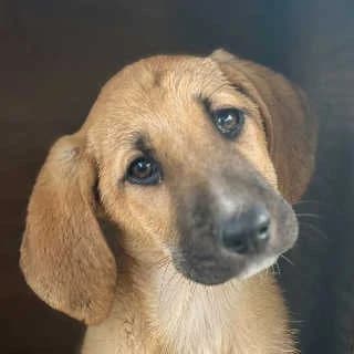 Perl, female Mixed Breed for adoption at Aegean Dogs e.V. / FAZA Aegina