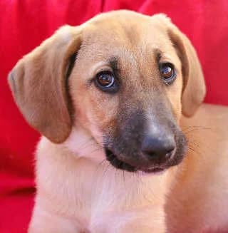 Perl, female Mixed Breed for adoption at Aegean Dogs e.V. / FAZA Aegina — photo 2 of 3