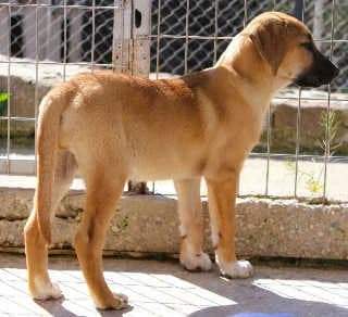 Perl, female Mixed Breed for adoption at Aegean Dogs e.V. / FAZA Aegina — photo 3 of 3