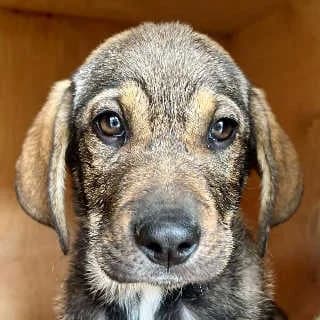 Jade, female puppy Mixed Breed for adoption at Aegean Dogs e.V. / FAZA Aegina, Berlin