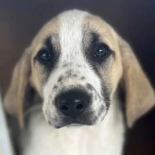 Coral, male puppy Mixed Breed for adoption at Aegean Dogs e.V. / FAZA Aegina, Berlin