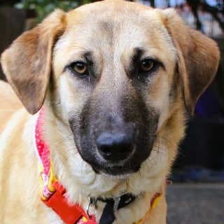 Casa, female puppy Mixed Breed for adoption at Aegean Dogs e.V. / FAZA Aegina, Berlin