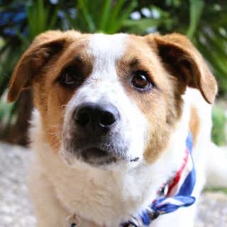 Ricardo, male puppy Mixed Breed for adoption at Aegean Dogs e.V. / FAZA Aegina, Berlin