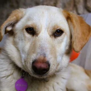 Montana, female puppy Mixed Breed for adoption at Aegean Dogs e.V. / FAZA Aegina, Berlin