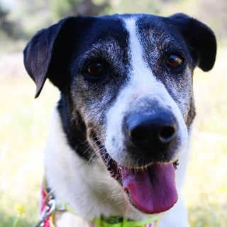 Esmeralda, female 5yo Mixed Breed for adoption at Aegean Dogs e.V. / FAZA Aegina, Berlin
