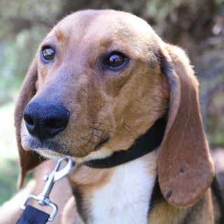 Vendi, male young Mixed Breed for adoption at Aegean Dogs e.V. / FAZA Aegina, Berlin
