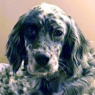 Lost, female 6yo Mixed Breed for adoption at Aegean Dogs e.V. / FAZA Aegina, Berlin