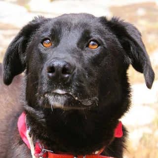 Avra, female young Mixed Breed for adoption at Aegean Dogs e.V. / FAZA Aegina, Berlin