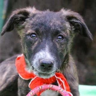 Candy, female puppy Mixed Breed for adoption at Aegean Dogs e.V. / FAZA Aegina, Berlin