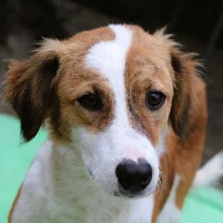 Lovely, female 3yo Mixed Breed for adoption at Aegean Dogs e.V. / FAZA Aegina, Berlin