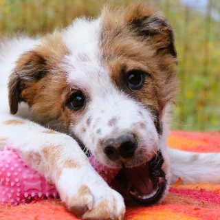 Jamie, male puppy Mixed Breed for adoption at Aegean Dogs e.V. / FAZA Aegina, Berlin
