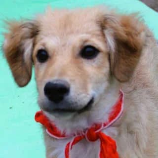 Sienna, female puppy Mixed Breed for adoption at Aegean Dogs e.V. / FAZA Aegina, Berlin