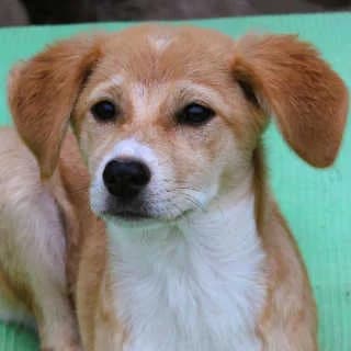 Lorelei, female puppy Mixed Breed for adoption at Aegean Dogs e.V. / FAZA Aegina, Berlin