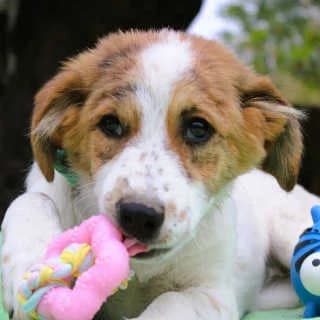 Mia, female puppy Mixed Breed for adoption at Aegean Dogs e.V. / FAZA Aegina, Berlin