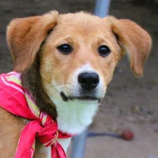 Svenja, female puppy Mixed Breed for adoption at Aegean Dogs e.V. / FAZA Aegina, Berlin
