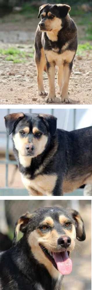 Thomas, male Mixed Breed for adoption at Aegean Dogs e.V. / FAZA Aegina — photo 2 of 2