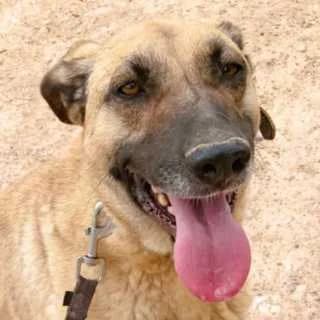 Maks (Макс), male Mixed Breed for adoption at Shepa Kavadartsi