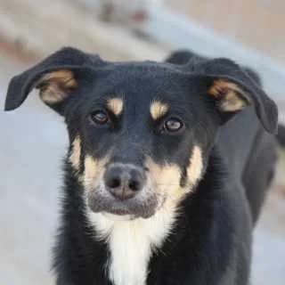 Toffifee, female 3yo Mixed Breed for adoption at Aegean Dogs e.V. / FAZA Aegina, Berlin