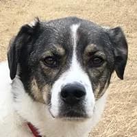 Nico, male mixed breed for adoption at Fellchen in Not e.V.
