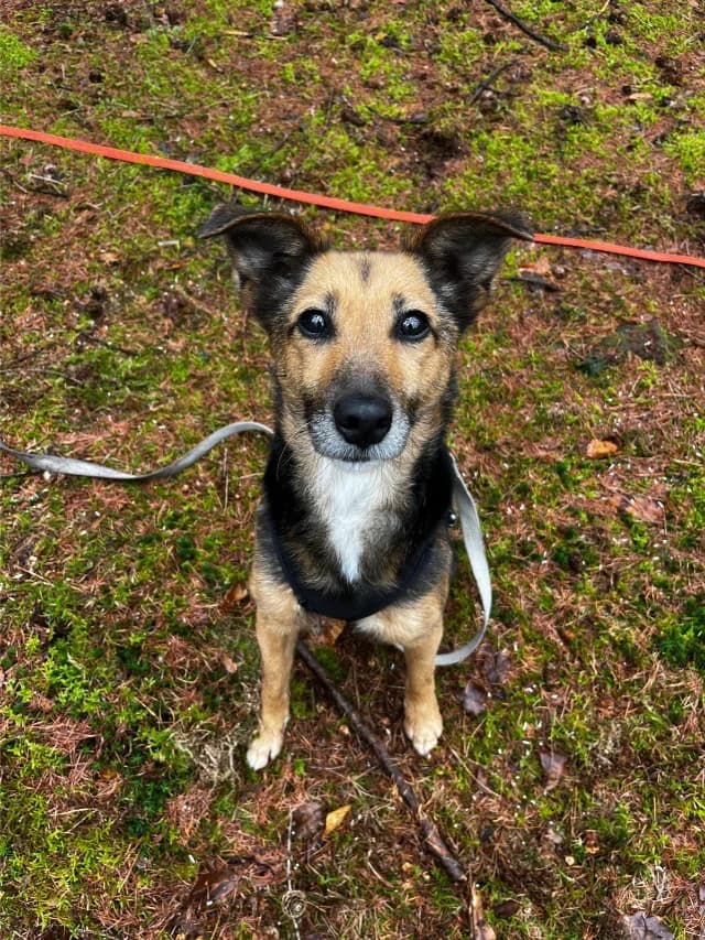 Tima, female senior Mixed Breed for adoption at Fellengel in Not e.V., Vaterstetten