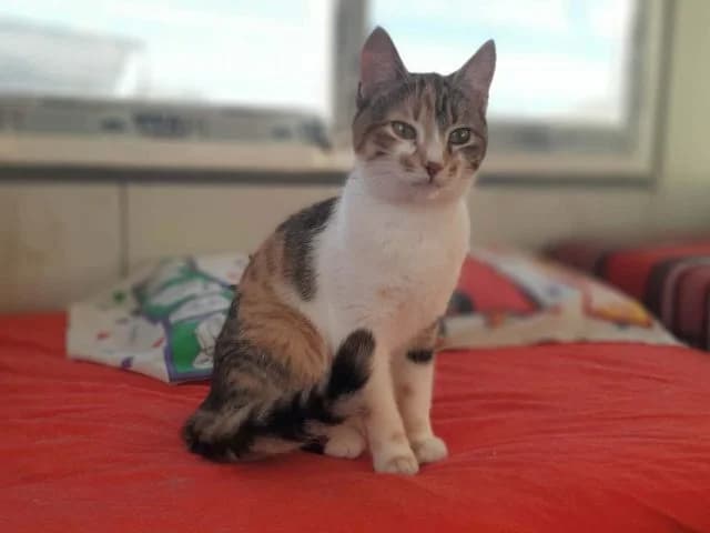 Tuna, puppy Mixed Breed for adoption at Fellengel in Not e.V., Vaterstetten