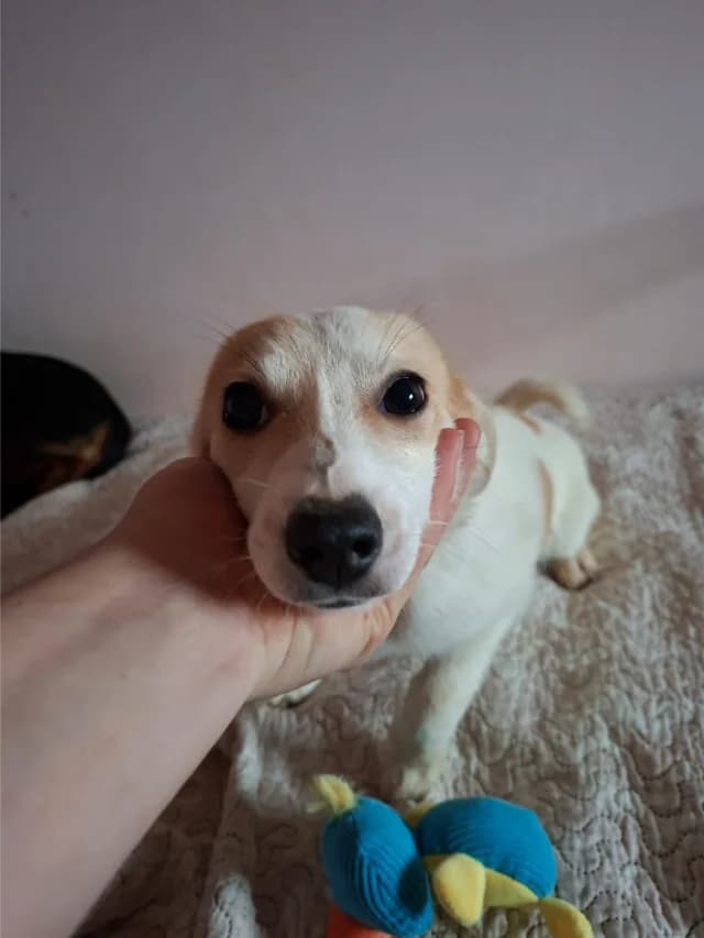 Mizu, female puppy Mixed Breed for adoption at Fellengel in Not e.V., Vaterstetten