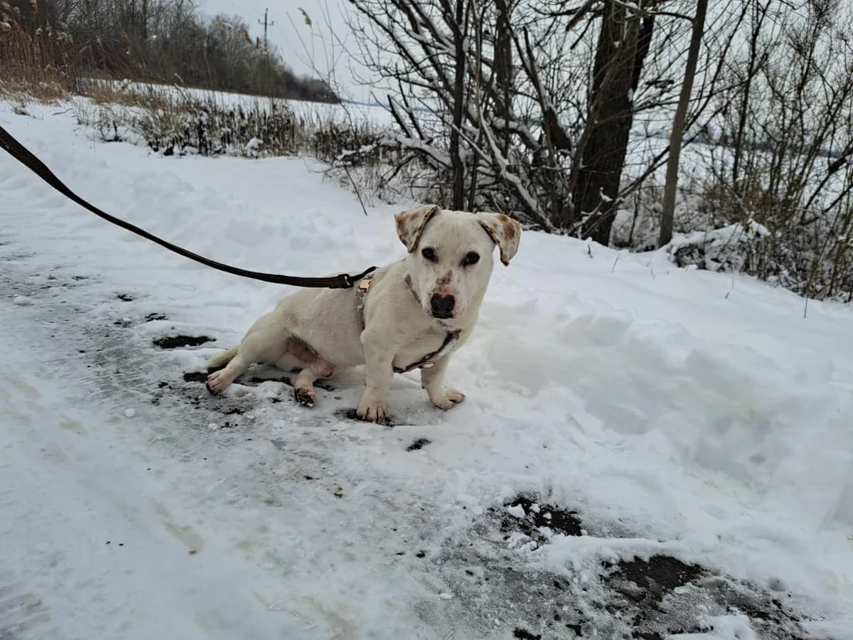 Tofu, male young Mixed Breed for adoption at Fellengel in Not e.V., Vaterstetten