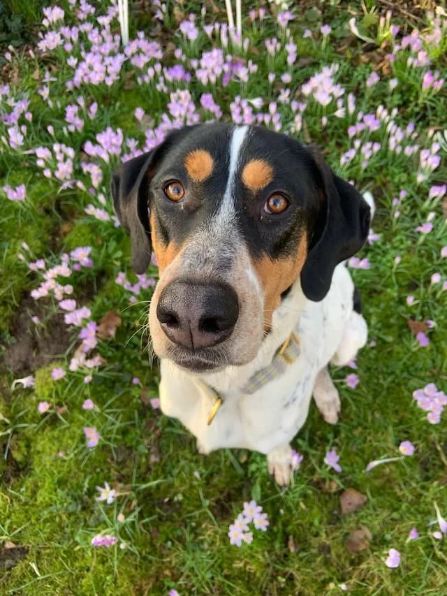 Lasse, male 3yo Mixed Breed for adoption at Fellengel in Not e.V., Vaterstetten