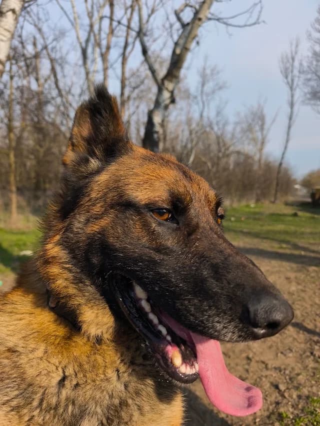 Pumba, male senior Mixed Breed for adoption at Fellengel in Not e.V., Vaterstetten
