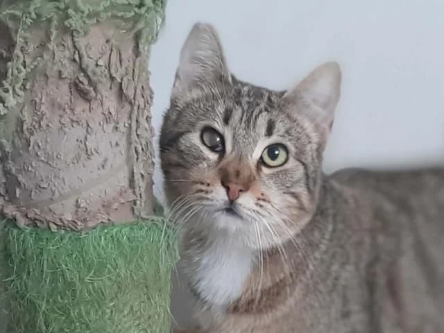 Denia,  young Mixed Breed for adoption at Fellengel in Not e.V., Vaterstetten