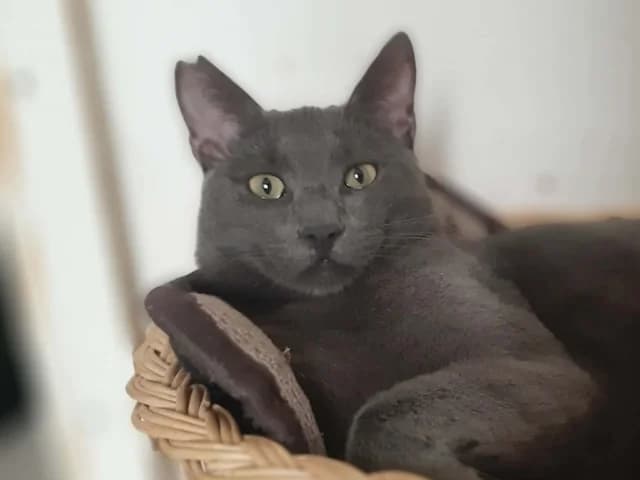 Smokey,  puppy Mixed Breed for adoption at Fellengel in Not e.V., Vaterstetten