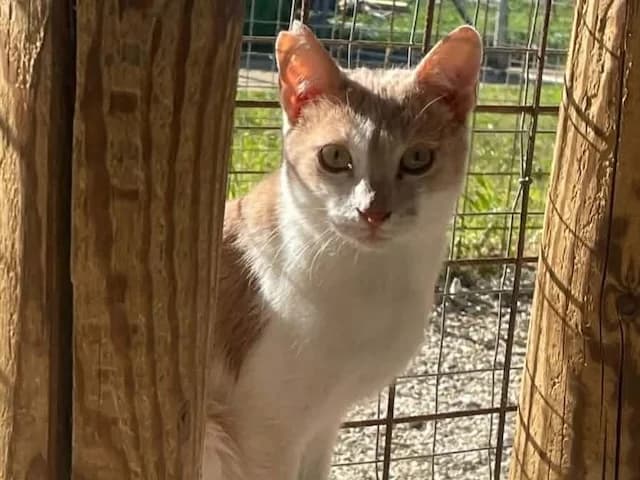 Caffè,  young Mixed Breed for adoption at Fellengel in Not e.V., Vaterstetten