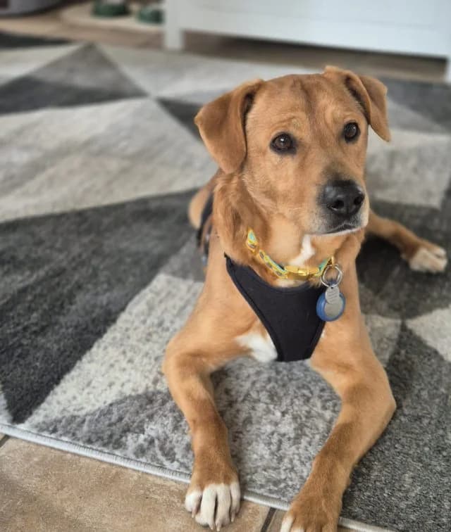 Hachiko, male senior Mixed Breed for adoption at Fellengel in Not e.V., Vaterstetten