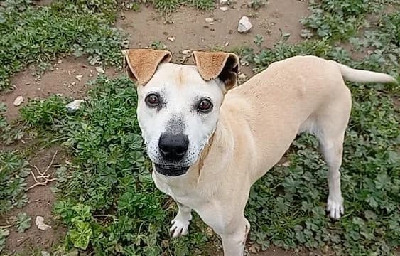 Fokas, male 6yo Mixed Breed for adoption at Fellengel in Not e.V., Vaterstetten