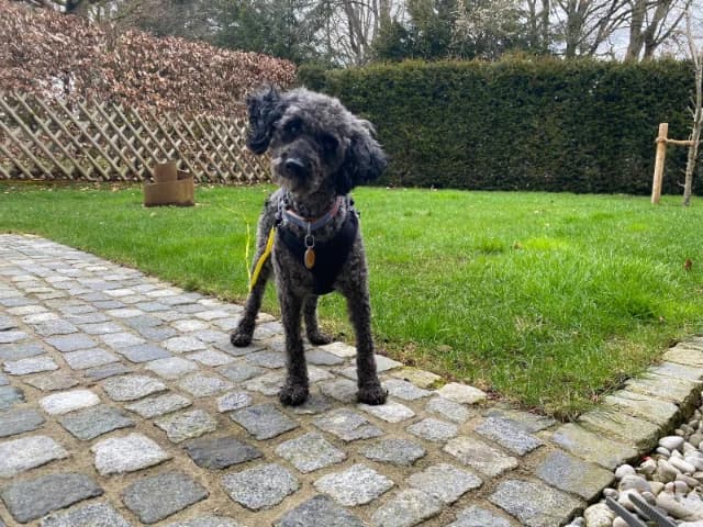 I (Ι), female 5yo Mixed Breed for adoption at Fellengel in Not e.V., Vaterstetten